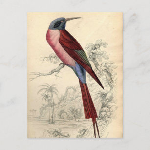 Carte Postale Oiseau exotique vintage