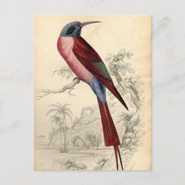 Carte Postale Oiseau exotique vintage (Devant)