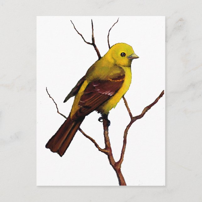Carte Postale Oiseau : Femme Western Tanager : Art original (Devant)