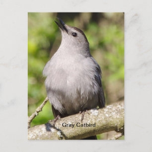Carte Postale Oiseau gris