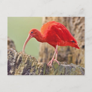 Carte postale Oiseau Ibis Scarlet