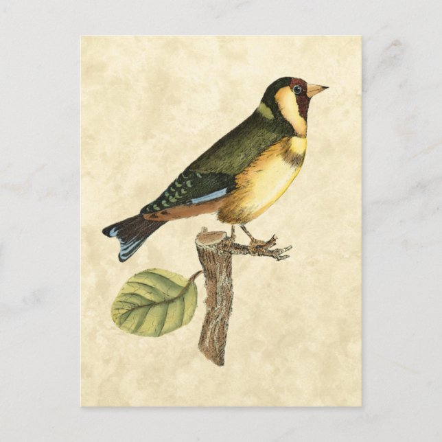 Carte Postale Oiseau jaune et vert perché sur une petite branche (Devant)