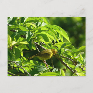 Carte Postale Oiseau Jaune - Martinique, FWI
