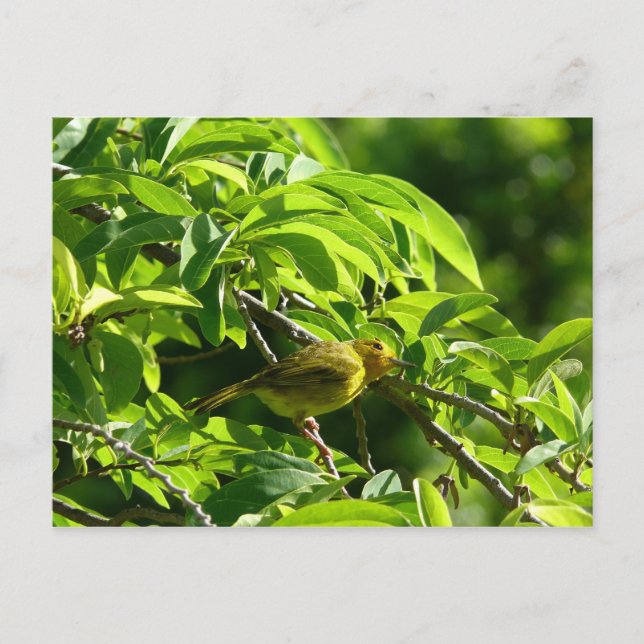 Carte Postale Oiseau Jaune - Martinique, FWI (Devant)