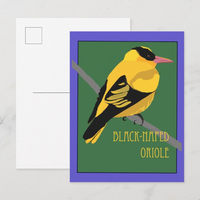 Carte Postale Oiseau - Loriot à gorge noire (Devant / Derrière)