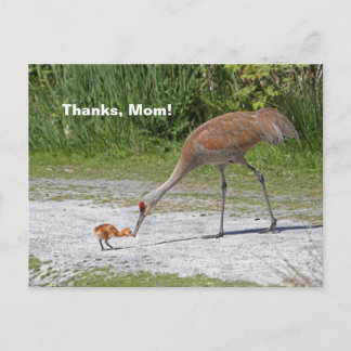 Carte Postale Oiseau maternel et grues de Sandhill d'oiseaux