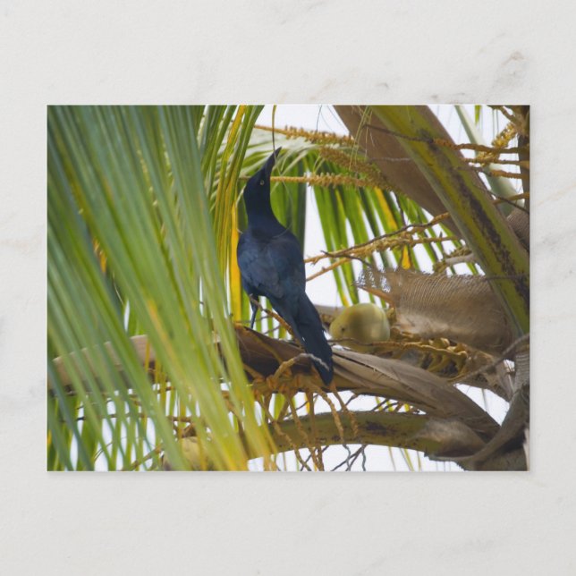 Carte Postale Oiseau noir (Devant)