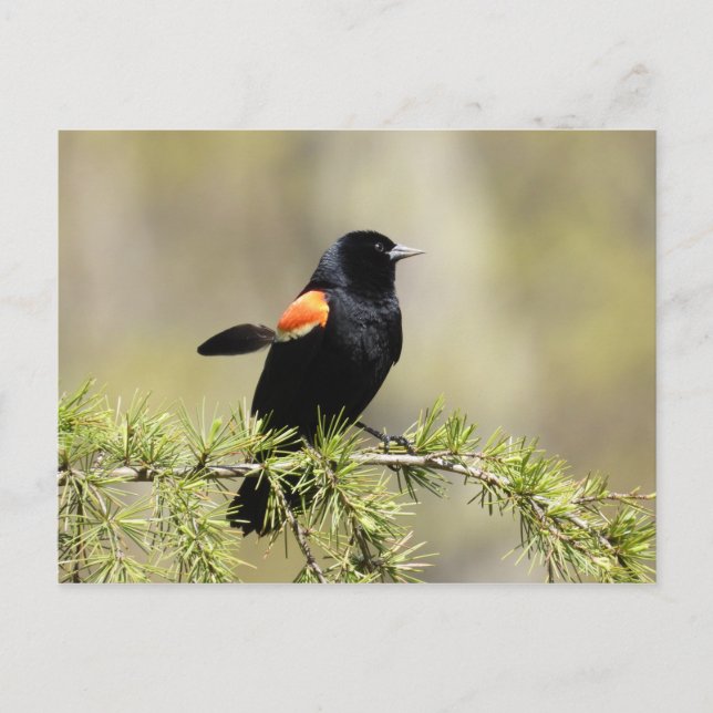 Carte Postale Oiseau noir à ailes rouges (Devant)