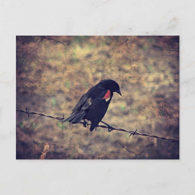 Carte Postale Oiseau noir à ailes rouges (Devant)