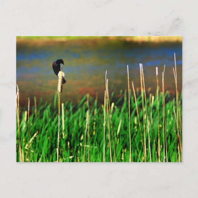 Carte Postale Oiseau noir à ailes rouges (Devant)