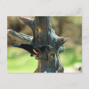 Carte Postale Oiseau noir à ailes rouges