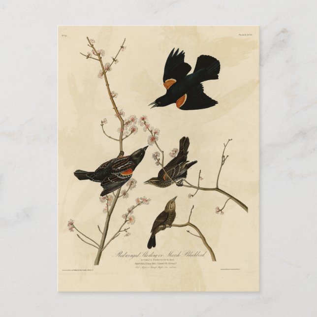 Carte Postale Oiseau noir à ailes rouges - Oiseaux d'Amérique d' (Devant)