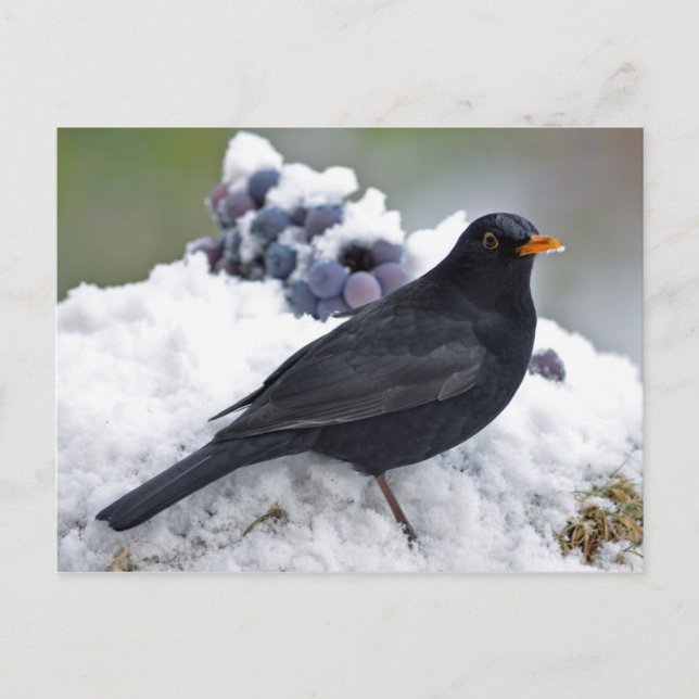 Carte Postale Oiseau noir dans la neige (Devant)