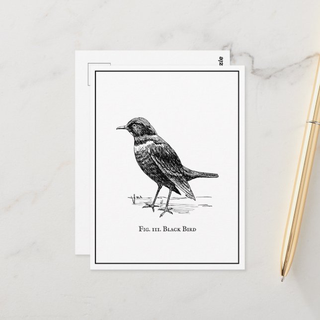 Carte Postale Oiseau noir moderne amusant et original (Devant/Arrière en situation)