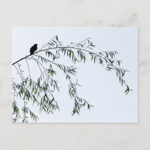 Carte Postale Oiseau noir sur saule