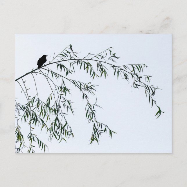 Carte Postale Oiseau noir sur saule (Devant)