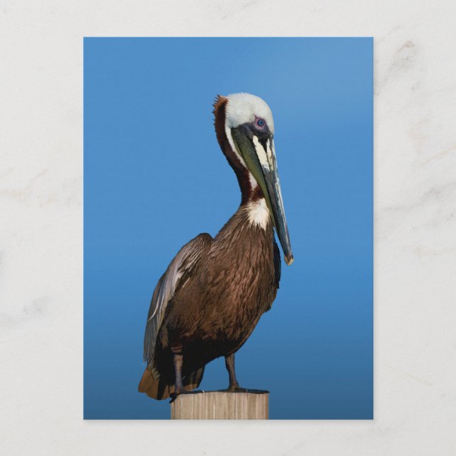 Carte Postale Oiseau pélican Brown à la poste (Devant)