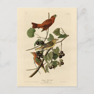 Carte Postale Oiseau rouge d'été (Tanager) Audubon Oiseaux d'Amé