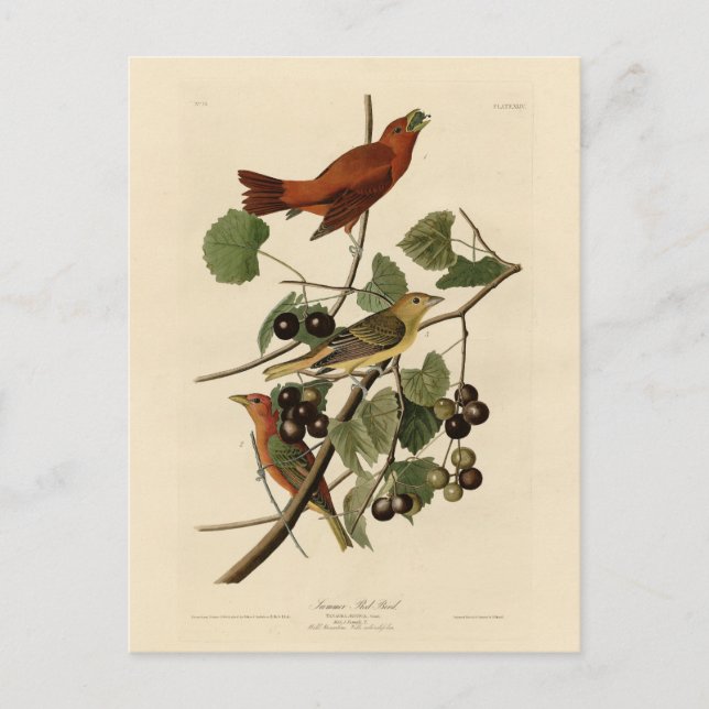 Carte Postale Oiseau rouge d'été (Tanager) Audubon Oiseaux d'Amé (Devant)