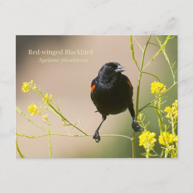 Carte Postale Oiseau roux (Devant)
