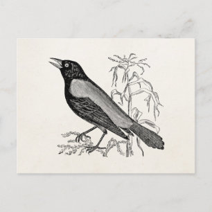Carte Postale Oiseau roux vintage - Oiseaux rétro