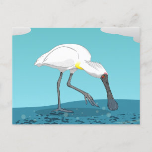 Carte Postale Oiseau royal de Spoonbill NZ