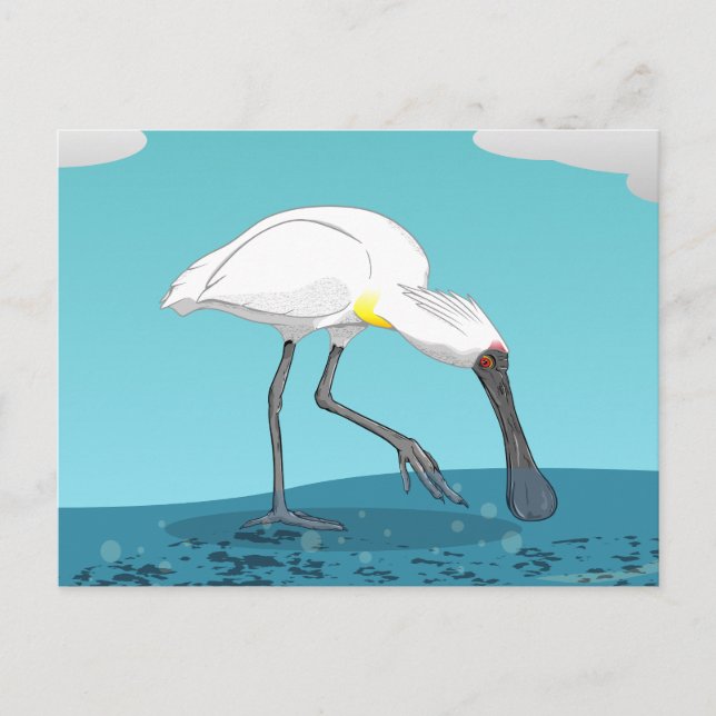 Carte Postale Oiseau royal de Spoonbill NZ (Devant)