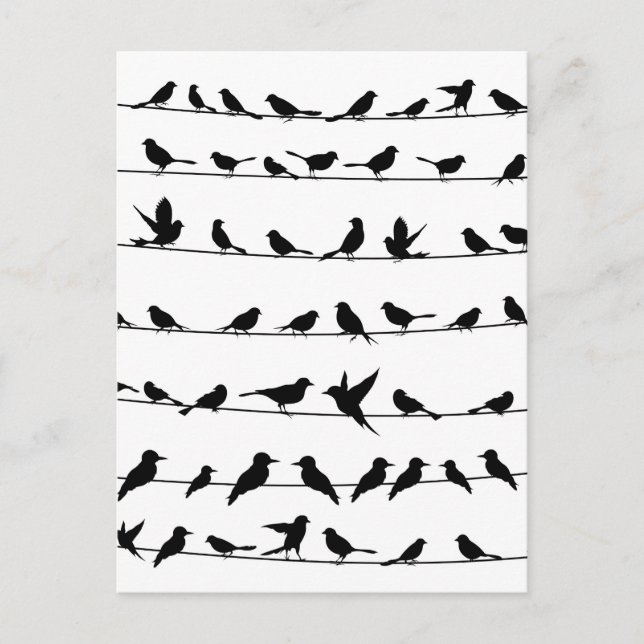 Carte Postale Oiseau sur fil4 (Devant)