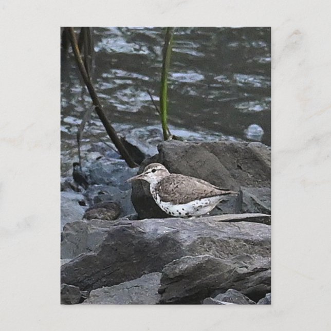 Carte postale Oiseau sur rochers (Devant)