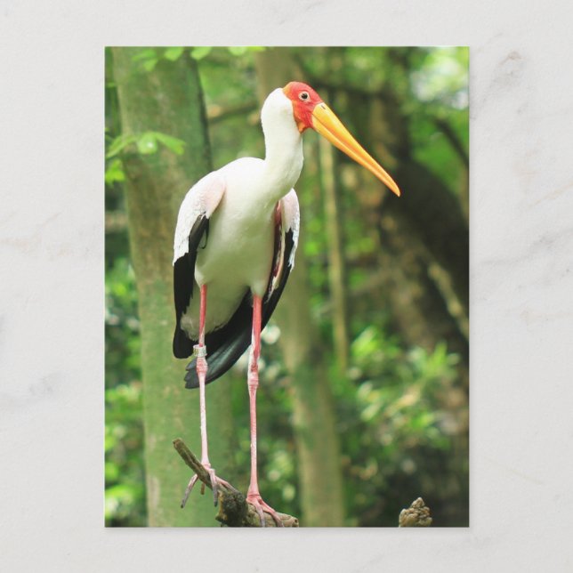 Carte postale Oiseau tropical (Devant)