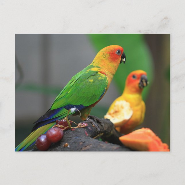Carte postale Oiseau tropical (Devant)