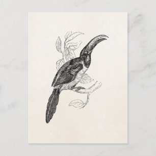 Carte Postale Oiseau Tropical Toucan Vintage - Oiseaux Rétro du