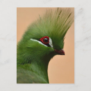 Carte Postale Oiseau vert de Guinée Turaco