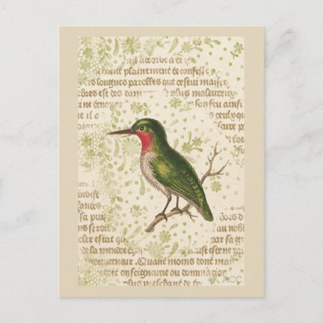 Carte Postale Oiseau vert sur la branche (Devant)