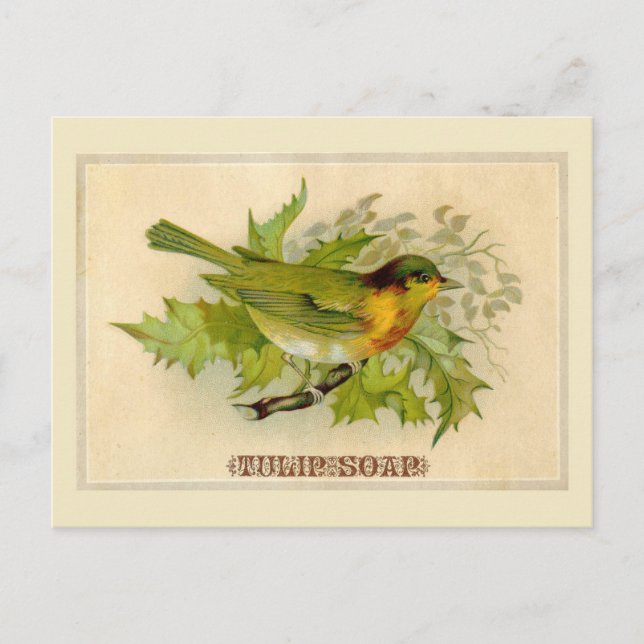 Carte Postale Oiseau vintage (Devant)