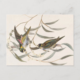 Carte Postale Oiseau vintage