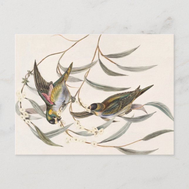 Carte Postale Oiseau vintage (Devant)