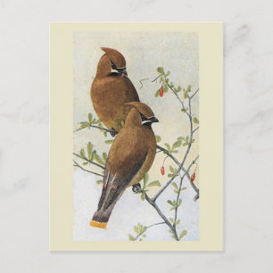 Carte Postale Oiseau vintage 01 cire