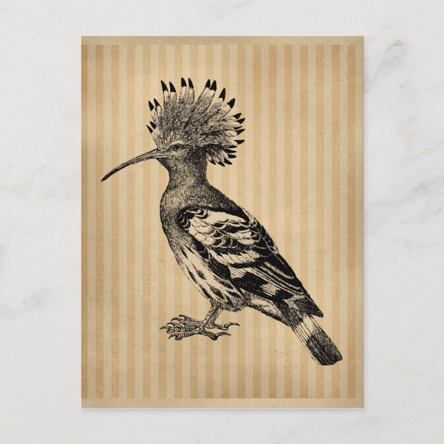 Carte Postale Oiseau vintage à houppier (Devant)