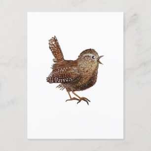 Carte Postale Oiseau Wren (Troglodytes Troglodytes)