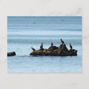 Carte postale Oiseaux