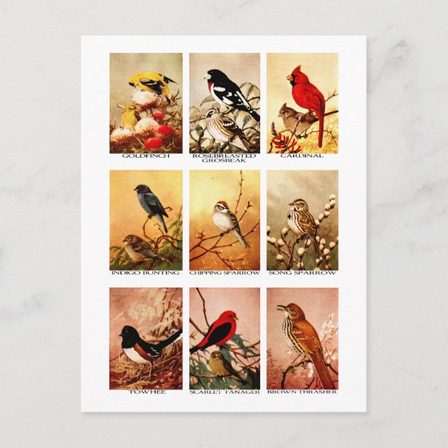 Carte Postale Oiseaux (Devant)