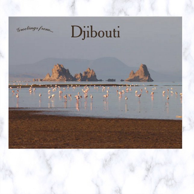 Carte postale Oiseaux à Djibouti (Créateur téléchargé)
