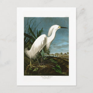 Carte Postale Oiseaux blancs d'Audubon de héron de héron de