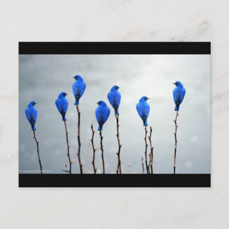 Carte Postale Oiseaux bleus