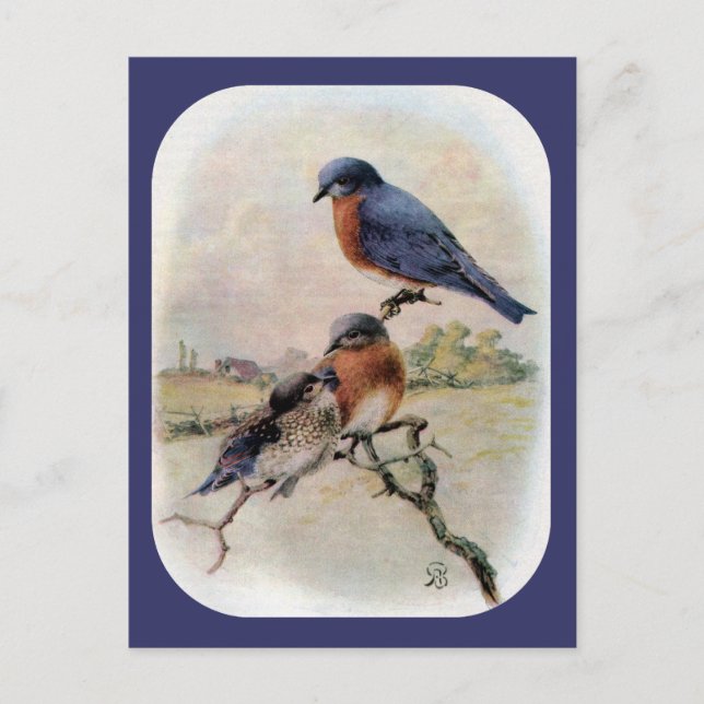 Carte Postale Oiseaux bleus de l'Est avec bébé (Devant)