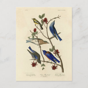Carte Postale Oiseaux bleus et Paruline, Oiseaux d'Amérique d'Au