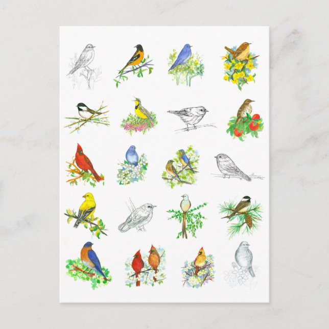 Carte Postale Oiseaux Bluebird Cardinal Chickadee Ornithologie A (Devant)