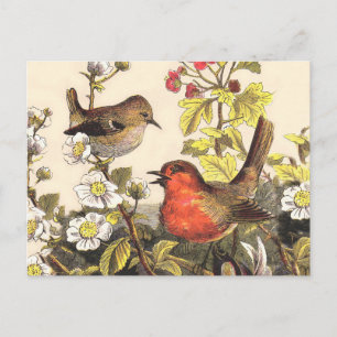 Carte Postale Oiseaux chanteurs Robin printanier vintage Botaniq