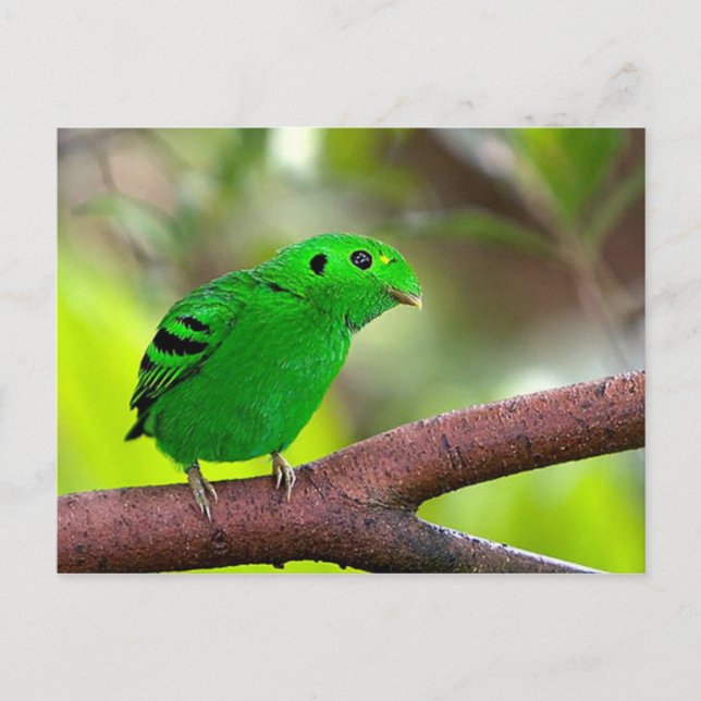 Carte Postale Oiseaux colorés (Devant)